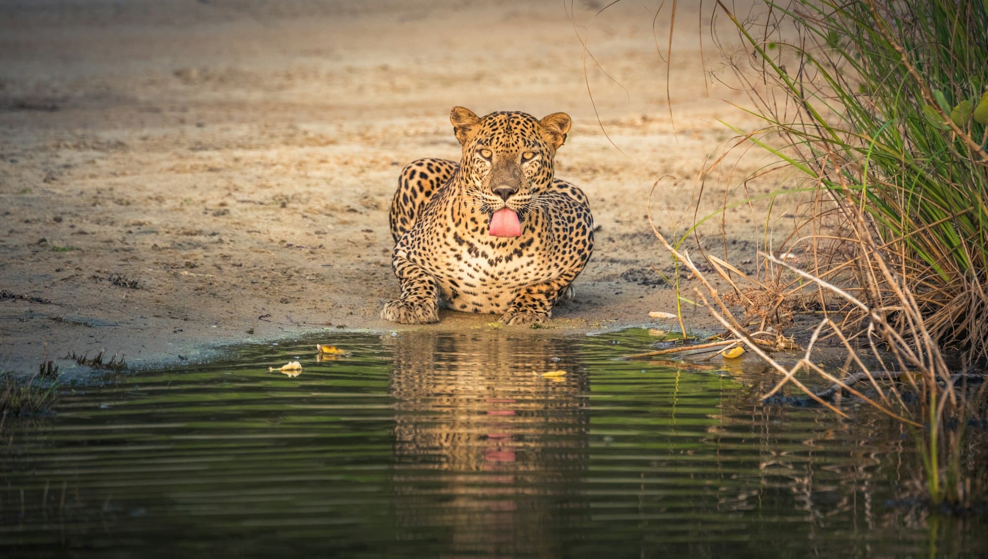 A wild Sri Lankan leopard at a Wilpattu water source in the south of the island