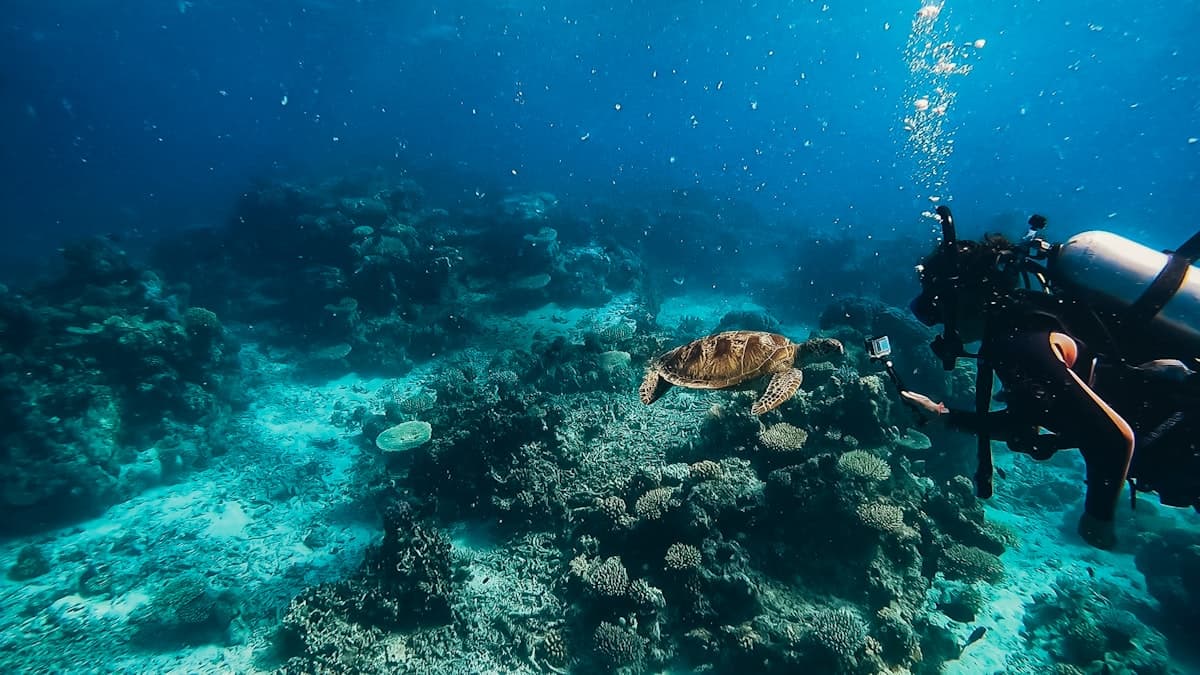 A scuba diver exploring a coral reef off Sri Lanka’s east coast