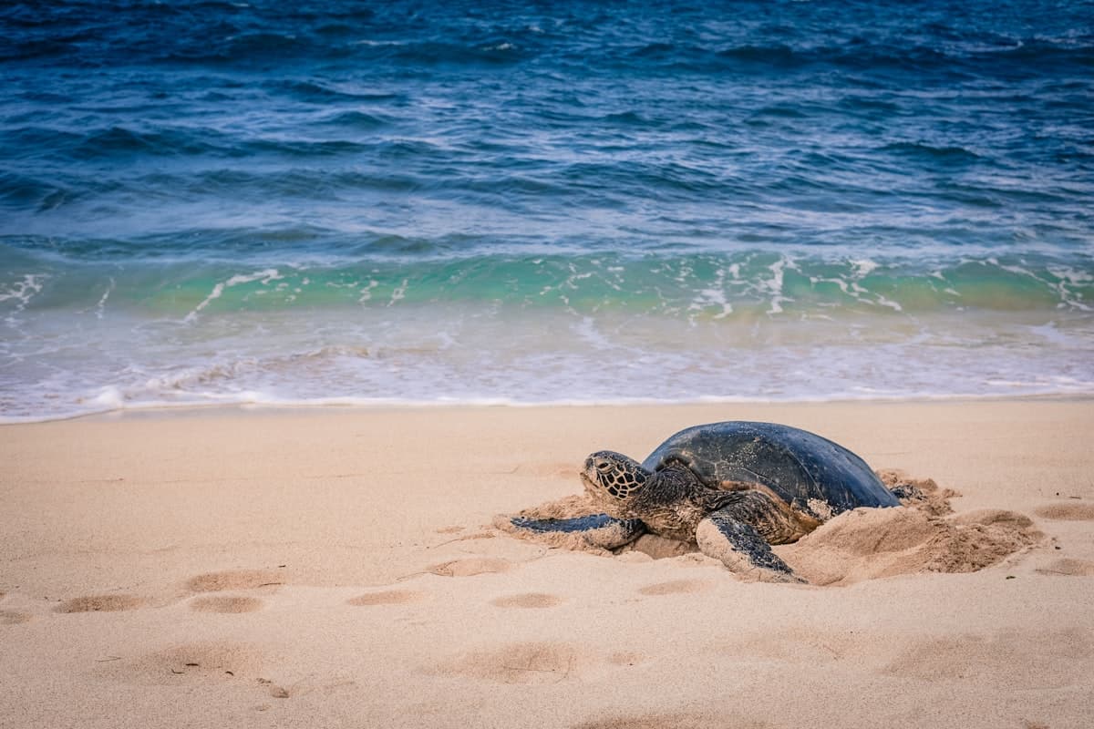 A sea turtle nesting on a moonlit beach at Rekawa on Sri Lanka’s south coast