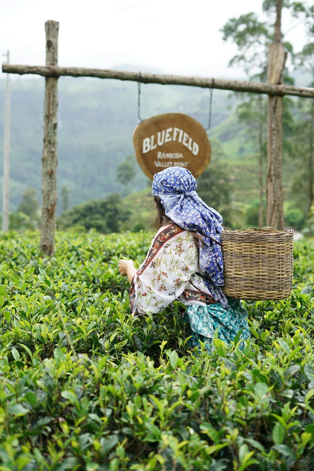 Tea pluckers picking leaves on a high estate in the Sri Lankan hill country