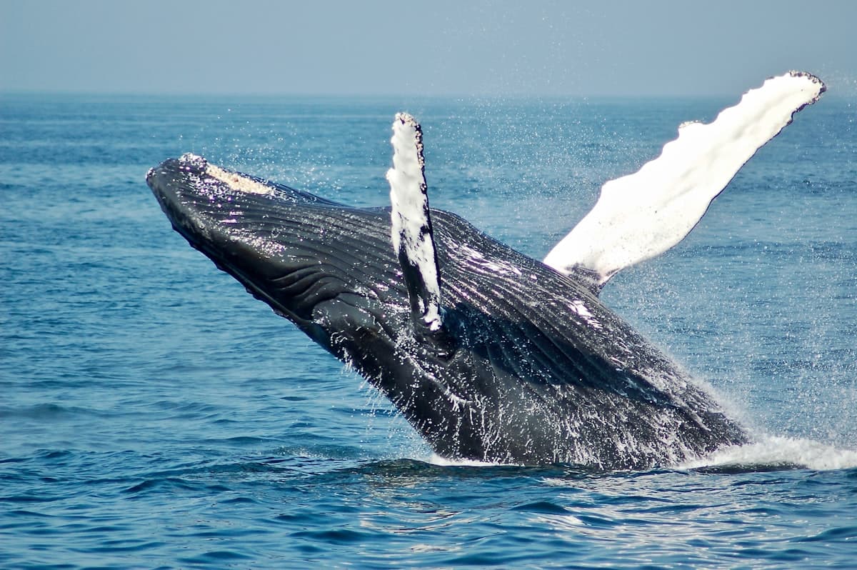 A blue whale surfacing on a whale-watching charter off Mirissa, Sri Lanka