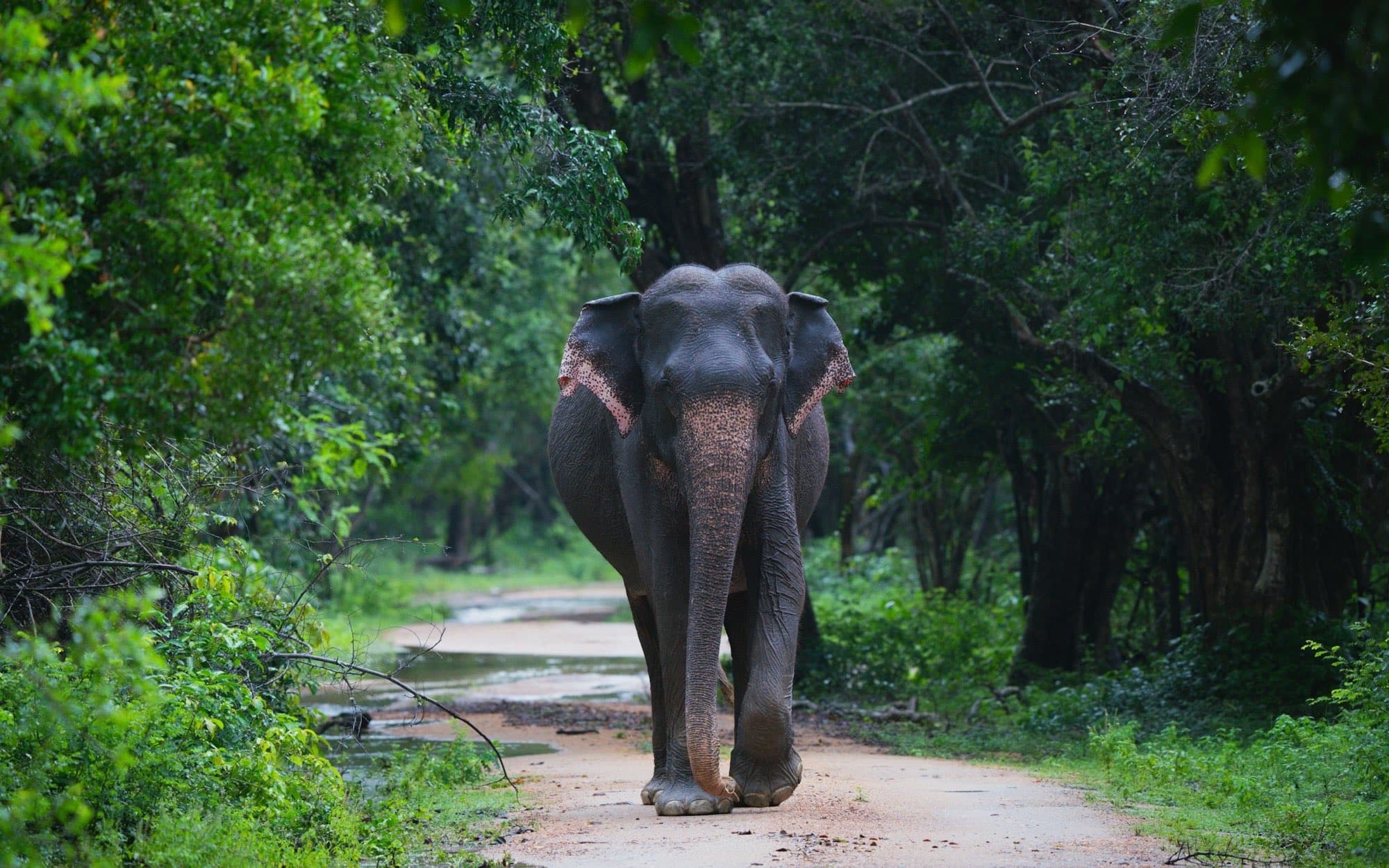 A wild Asian elephant traversing a rain-soaked jungle trail in Sri Lanka